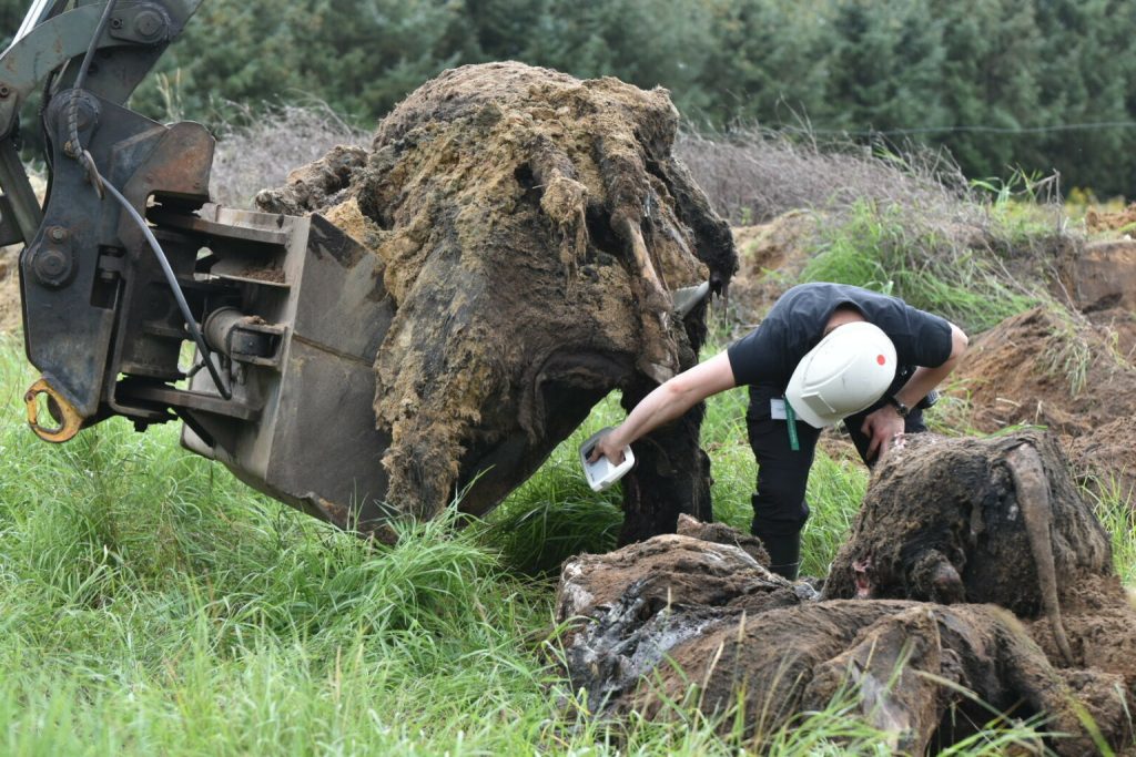 Efterforskningen om de døde heste er slut: Nu venter dette
