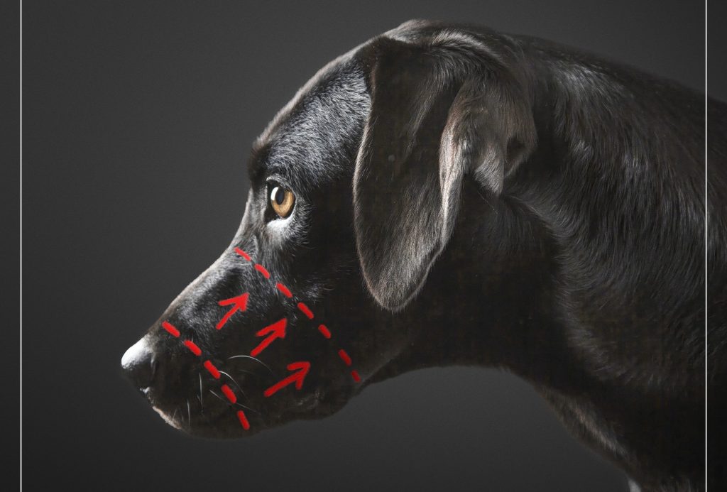 Falsk reklame for plastikkirurgi til kæledyr i omløb – og det er der en meget vigtig grund til