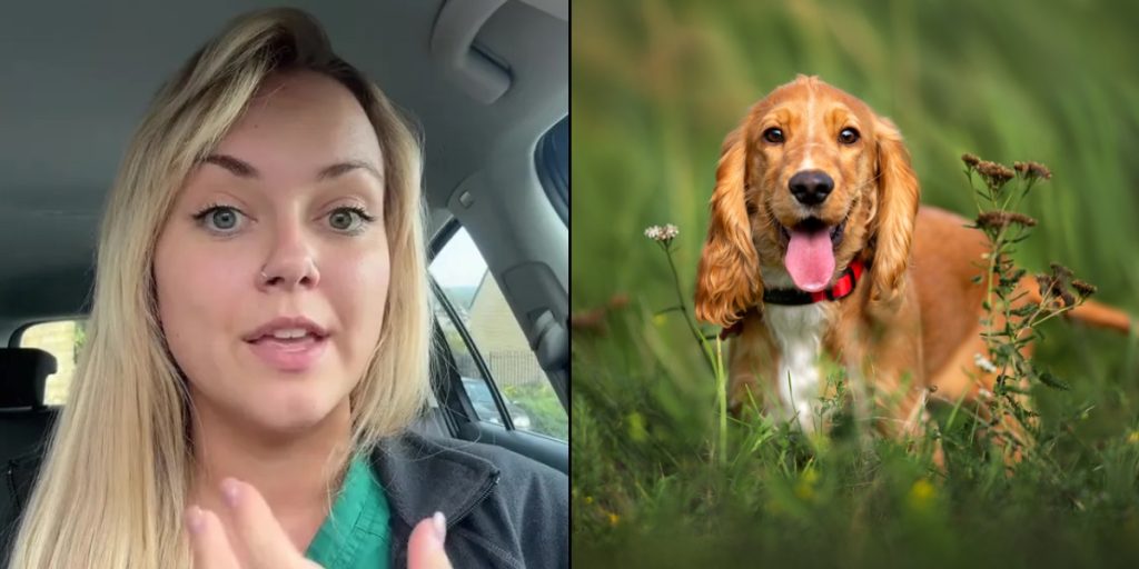 Dyrlæge advarer alle hundeejere: Dette er det største tegn på hedeslag hos din hund