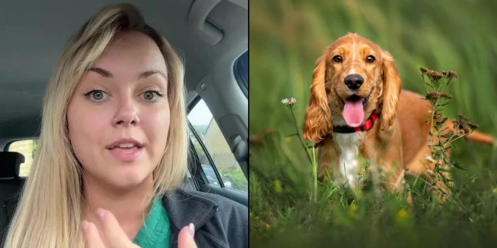 Dyrlæge advarer alle hundeejere: Dette er det største tegn på hedeslag hos din hund