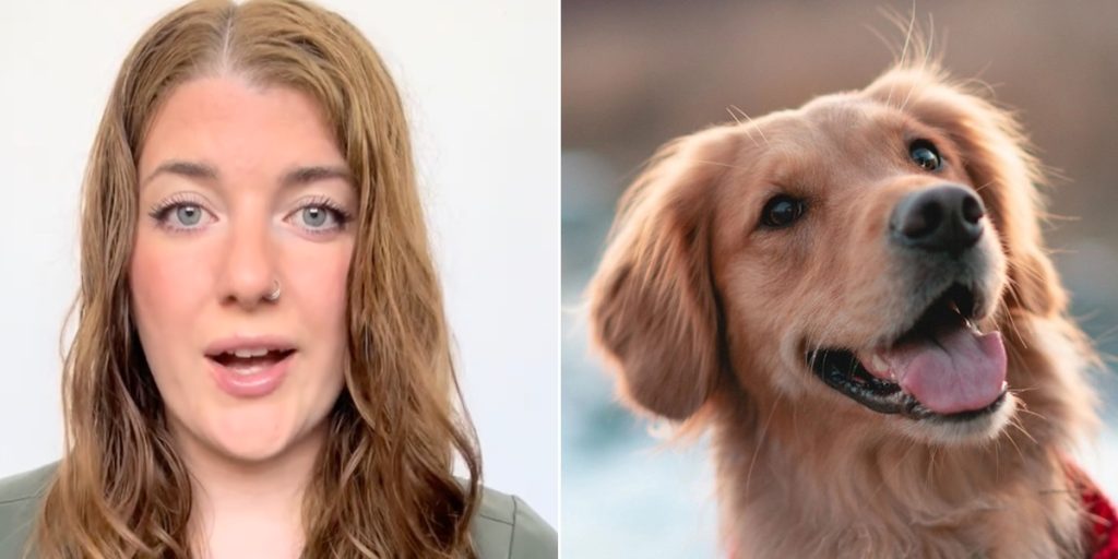 Dyrlæge advarer: Denne dødelige hundesygdom kræver behandling inden for 1 time