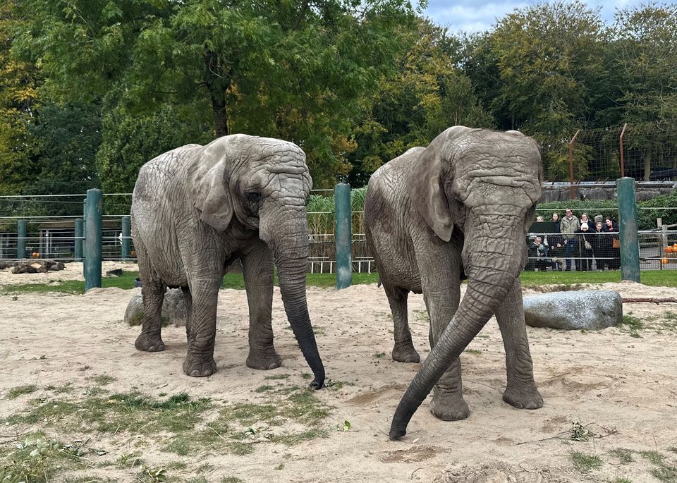 Aalborg Zoo deler trist meddelelse: Det er slut