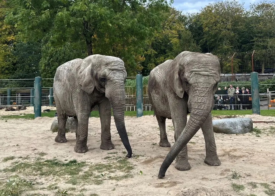 Aalborg Zoo deler trist meddelelse: Det er slut