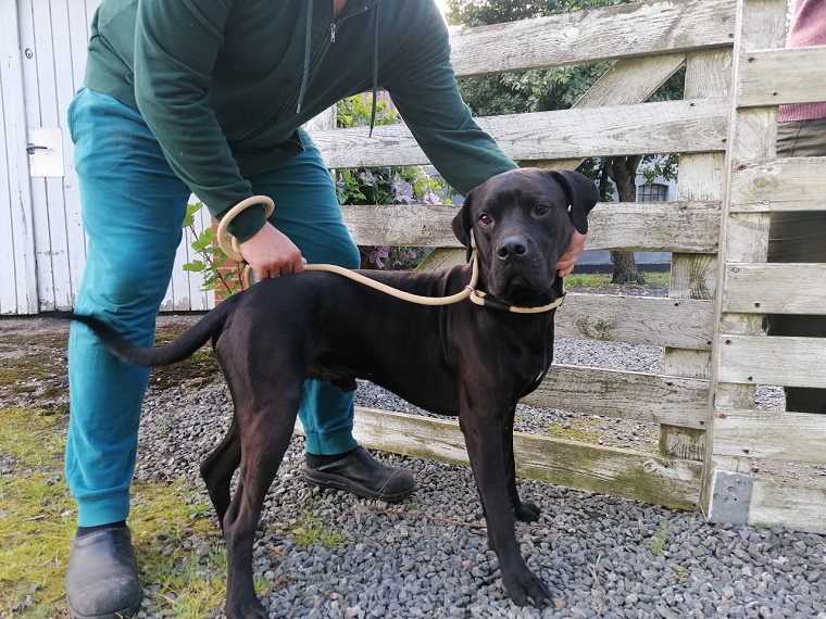 Ingen ejer i sigte: Ung hund strejfede alene rundt på gaden