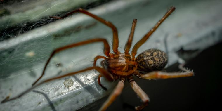Sæsonen er over os: Kæmpe-edderkopper invaderer danske hjem