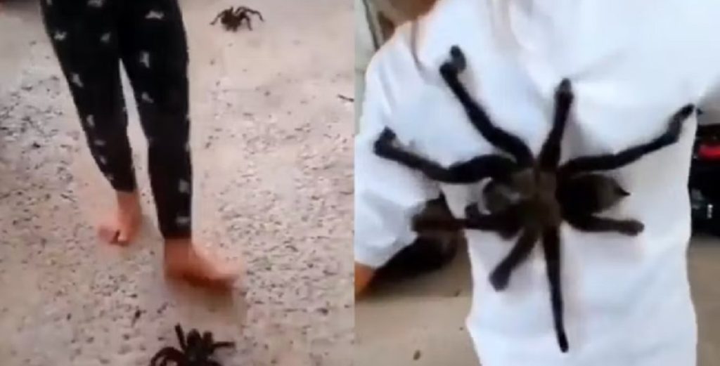 Video går viralt: Pige leger med flere kæmpeedderkopper