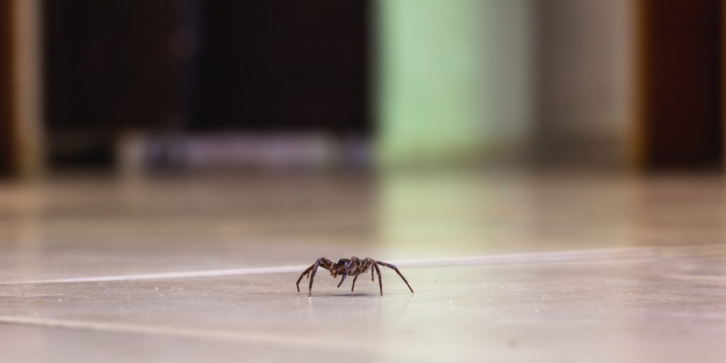Derfor bør du undgå at dræbe edderkopper i dit hjem