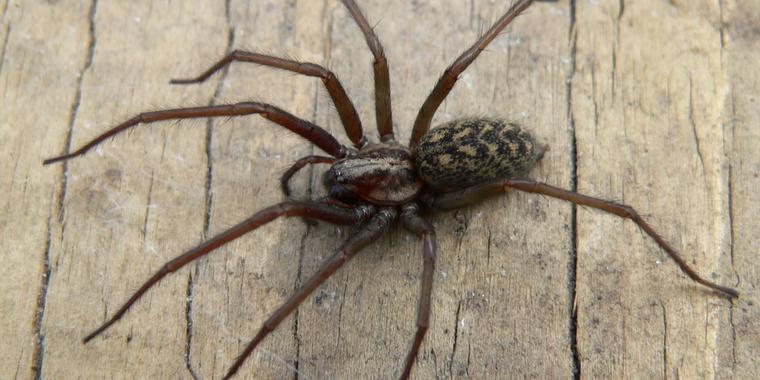 Uundværligt tip: Sådan undgår du edderkopper i hjemmet