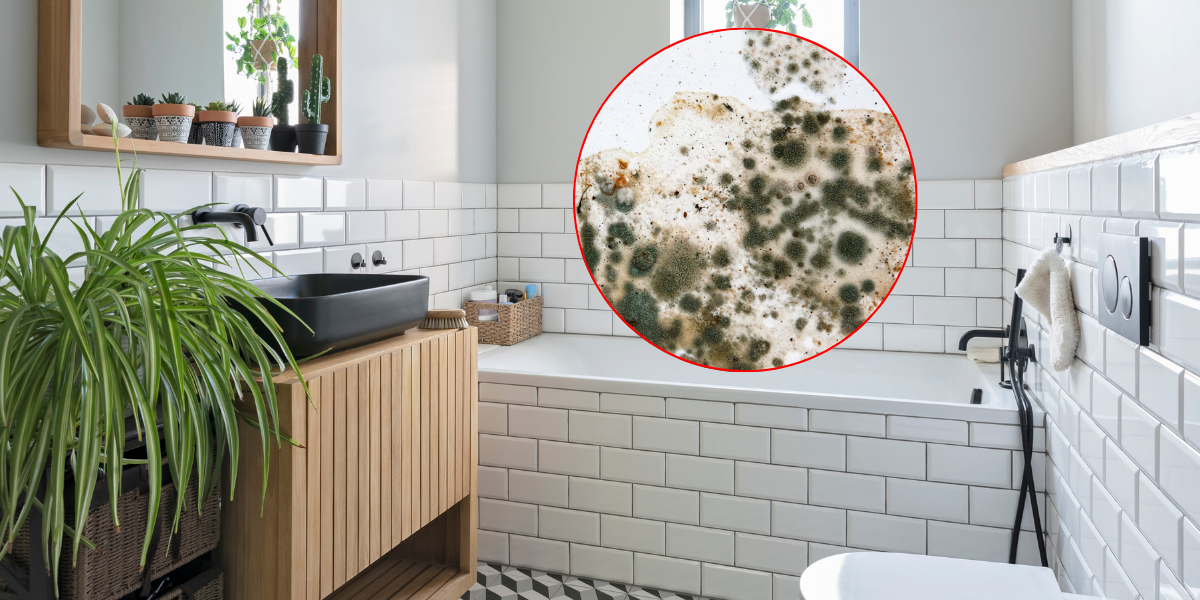 Skjulte skimmelsvampsfælder i dit badeværelse, som de fleste overser