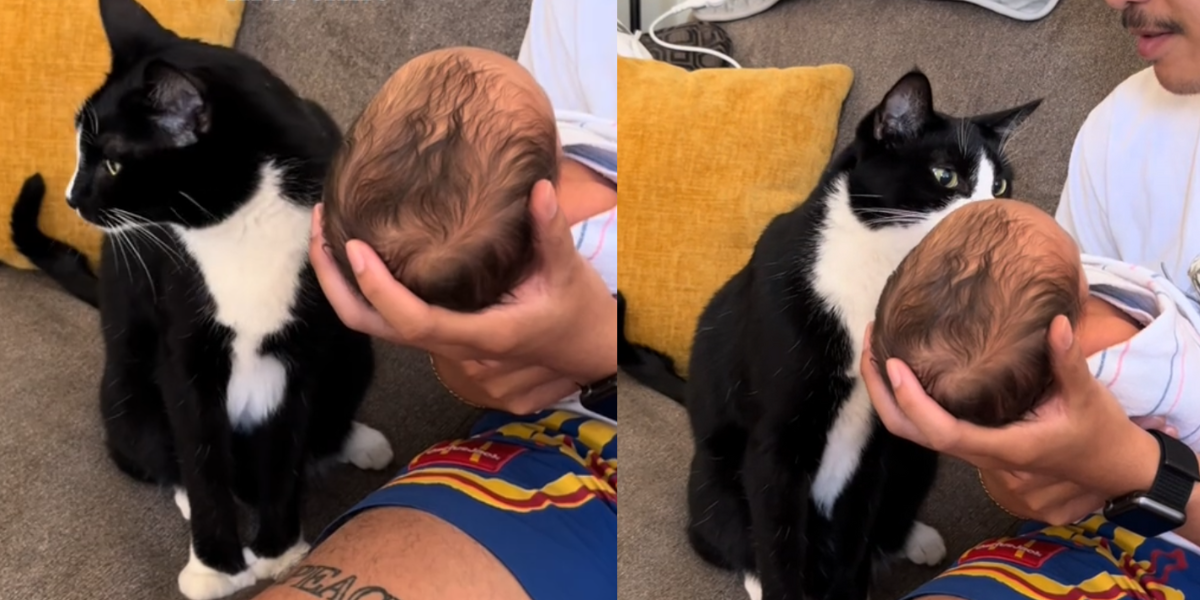 Katten og babyens første møde: Det, der skete, fik moderen til at græde