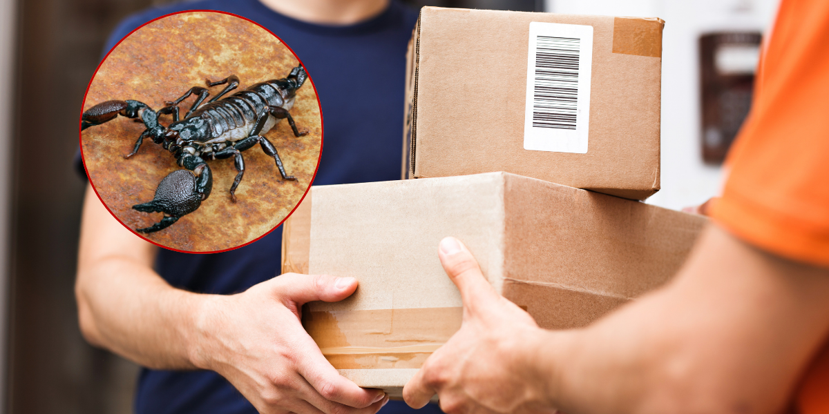 Kvinde bestilte tøj fra Shein: Det, hun fandt i pakken, chokerede alle