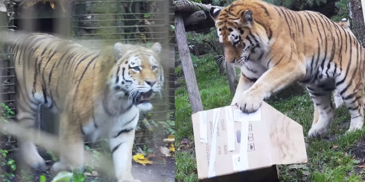 Sådan reddede hantigeren Boris dagen i Zoo