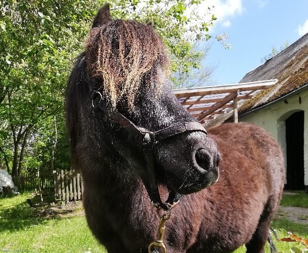 Ville hænge ud med æsel: Nu er pony blevet væk hjemmefra