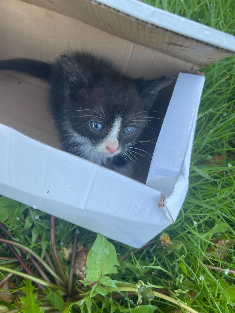 Spærret ind: Efterlader Egon alene i regnen