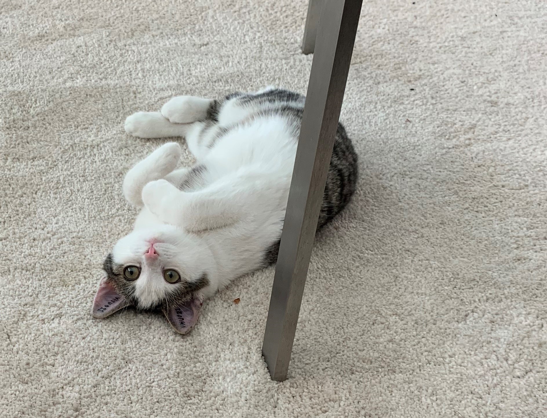 Smertefuldt sår får store konsekvenser for katten Eigil