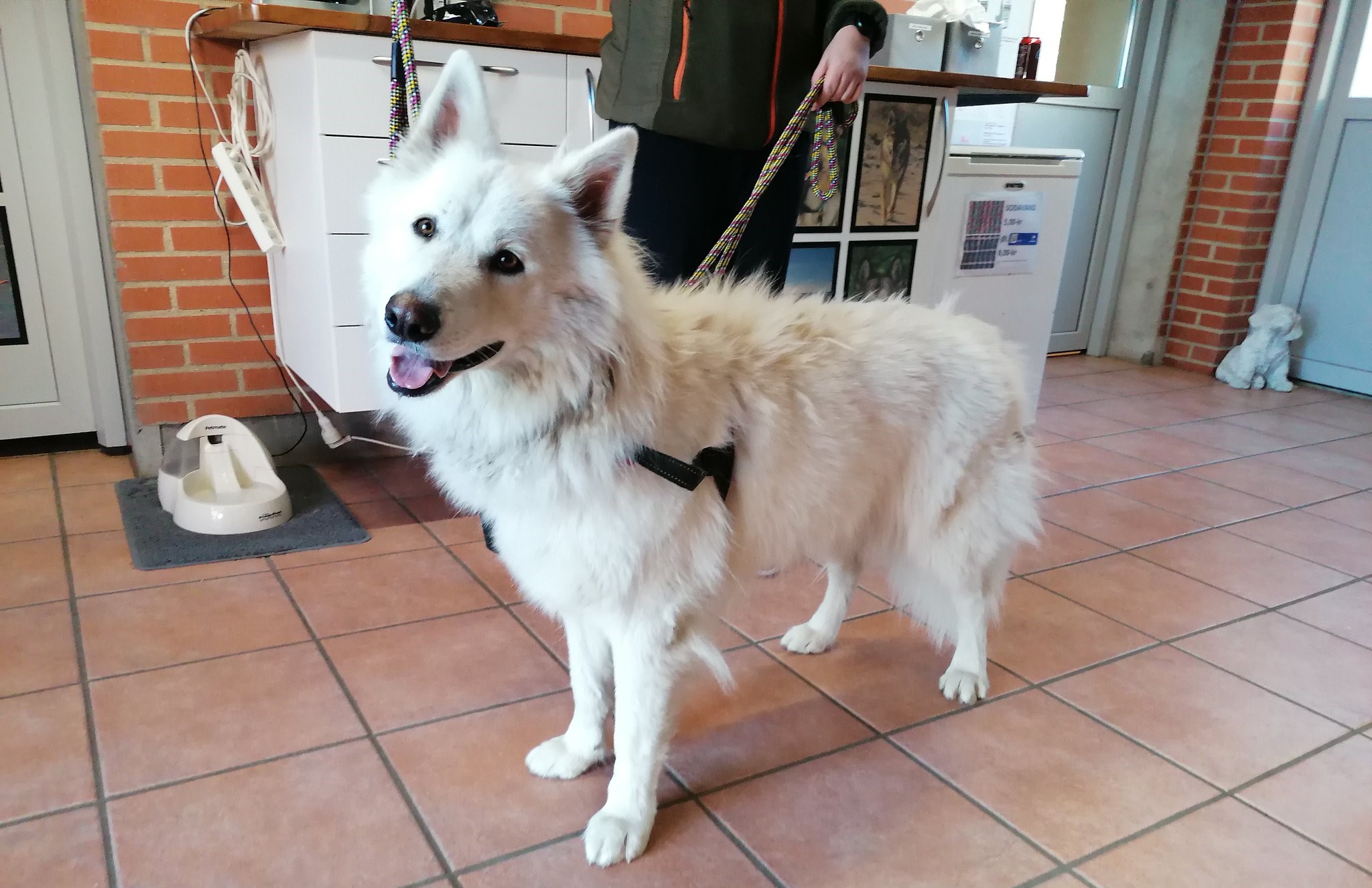 Hvem savner mig? – Hund strejfede alene rundt i øde område