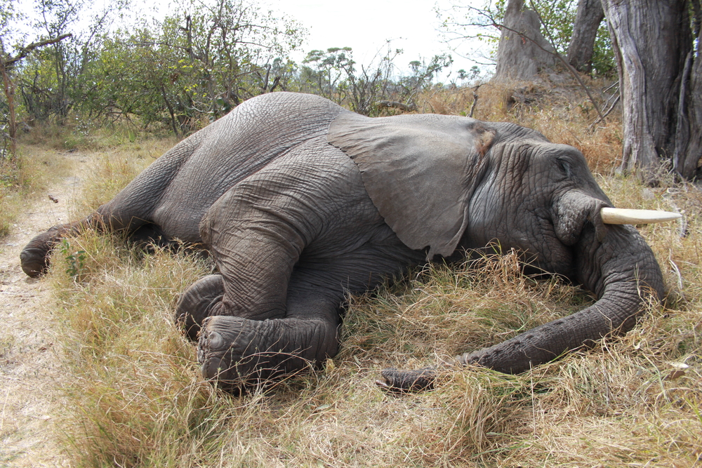 Mindst 55 elefanter er sultet ihjel i Zimbabwes største nationalpark