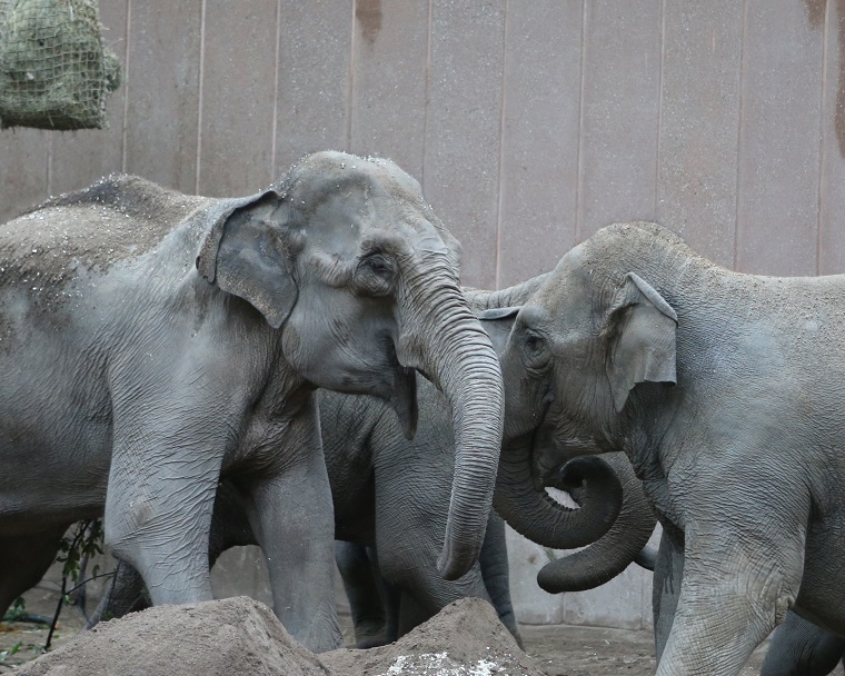 Får 100 smertestillende piller dagligt: Alvorlig sygdom rammer elefant i dansk zoo
