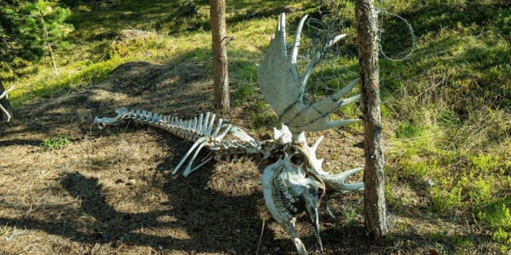 Elisabeth blev mødt af forfærdeligt syn under gåtur