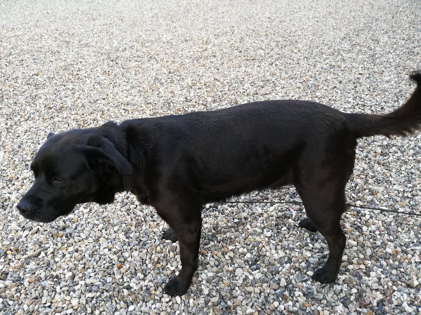 Labradoren Mara vil hjertens gerne hjem: Politiet efterlyser hunde-ejer