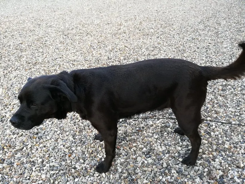 Labradoren Mara vil hjertens gerne hjem: Politiet efterlyser hunde-ejer