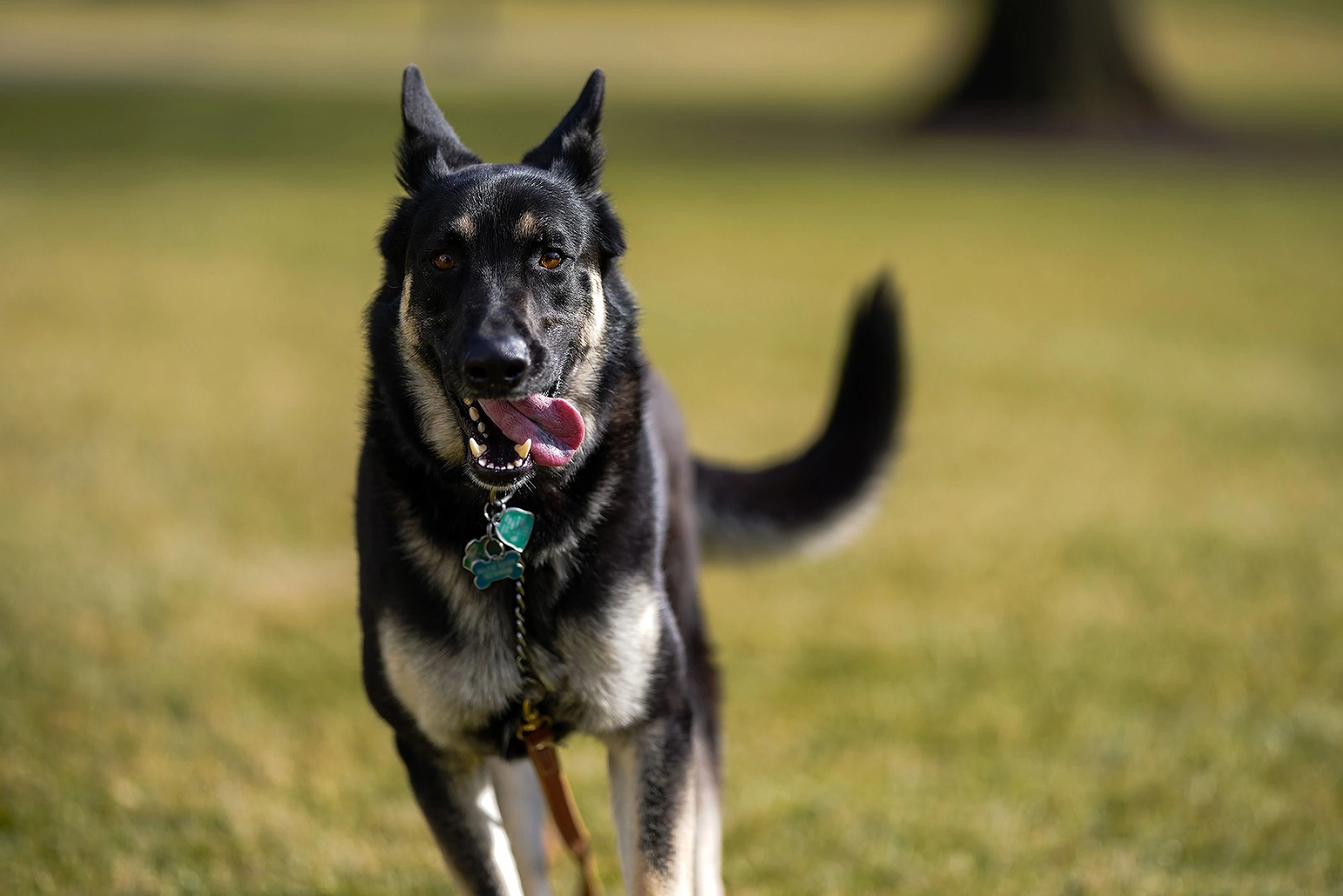 Schæferhund skriver verdenshistorie