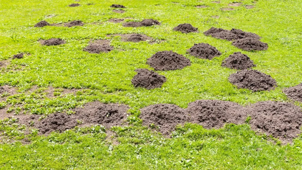 Alle haveejere bør kende dette trick: Sådan redder du din have fra muldvarpeskud