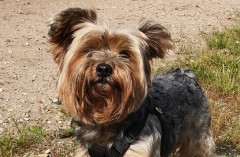 Terrier strejfer rundt på gaden: Politiet efterlyser ejer