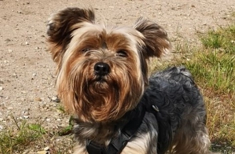 Terrier strejfer rundt på gaden: Politiet efterlyser ejer