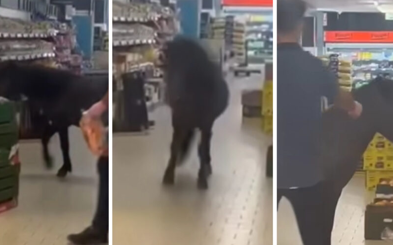 Video fra Lidl går viralt: Se den sultne pony slå sig løs i grøntsagsafdelingen