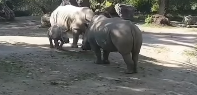 Dyrepasser slået ihjel af næsehorn i populær zoo