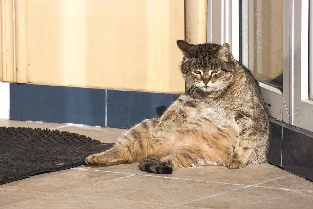 Overvægtig kat tager nettet med storm efter sjov workout-video