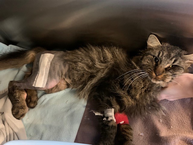 Skudt og efterladt: Feline var døden nær