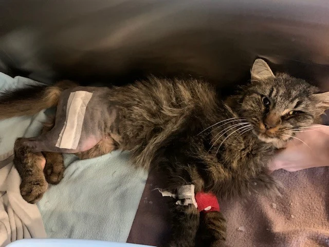 Skudt og efterladt: Feline var døden nær