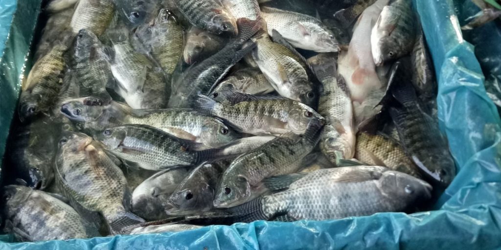 Kvinden puttede frosne fisk i fryser: Svømmede livligt rundt efter strømafbrydelse