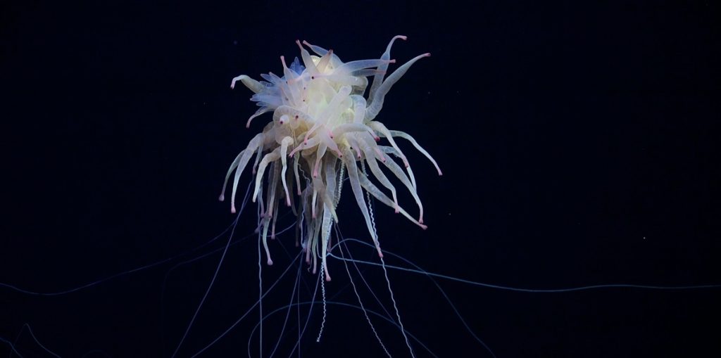 Besynderlig dybhavsopdagelse: Et “spaghetti-monster” spottet dybt under havets overflade