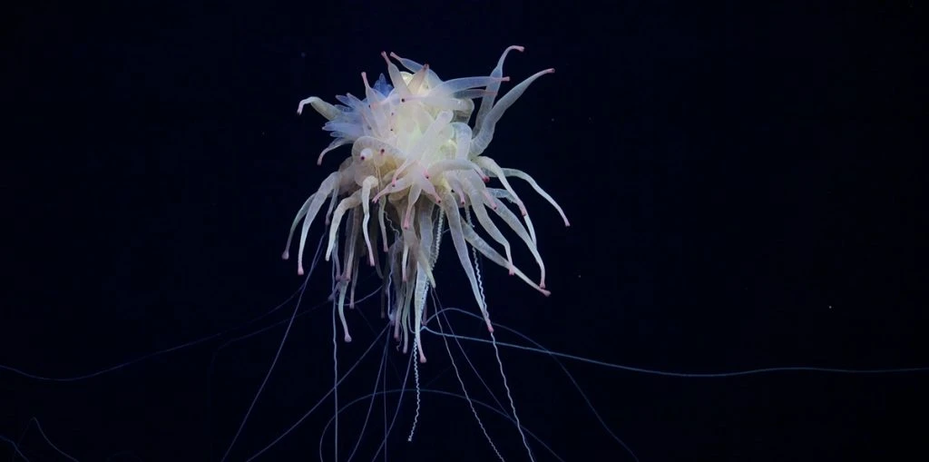Besynderlig dybhavsopdagelse: Et “spaghetti-monster” spottet dybt under havets overflade