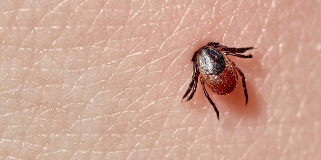 Dette må du aldrig gøre: Sådan behandler du bedst et flåtbid