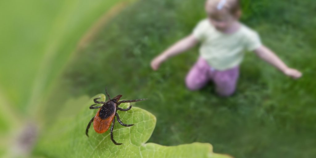 Har du denne populære plante i haven? Skil dig af med den – flåterne ELSKER den