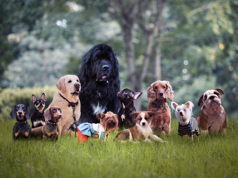 Hundetræner afslører: Disse tre racer er de bedste – og én kaldes kongen over alle hunde