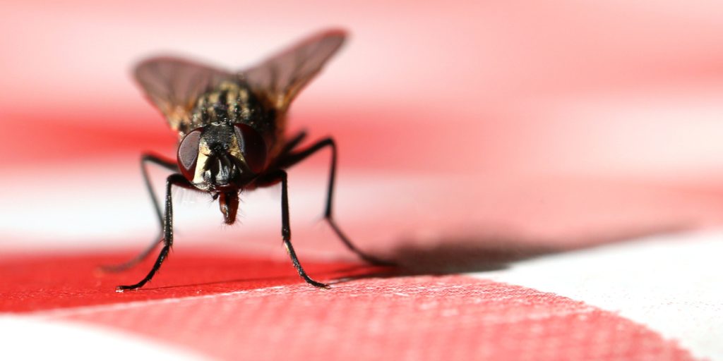 Sådan får du en sommer uden fluer i køkkenet
