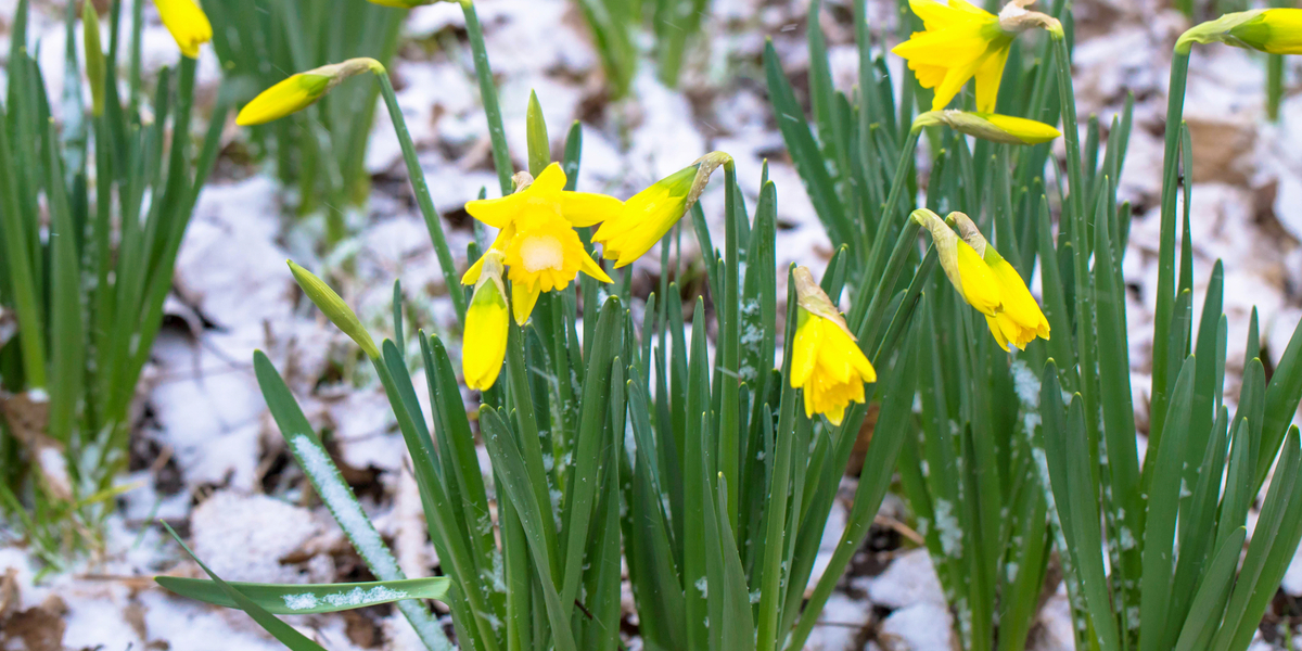 April overrasker: Ikke set i 64 år