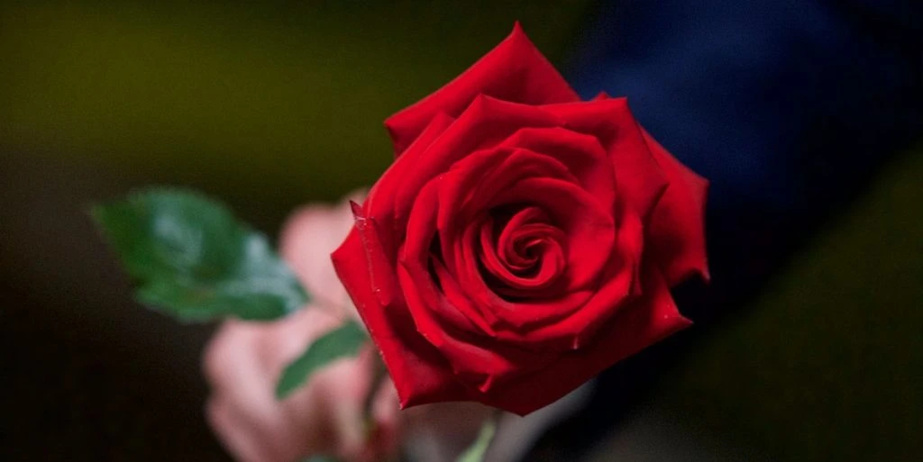 ‘Bachelor’-par afslører: Vi skal være forældre