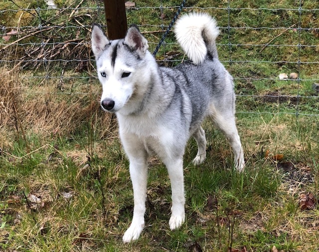 Strejfer alene rundt: Bortløben hund savner sin ejer