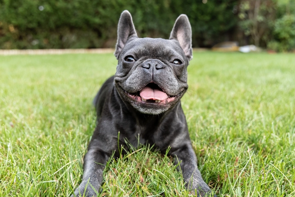 76 franske bulldog hvalpe og 445 kilo hash: Een ting har de tilfælles