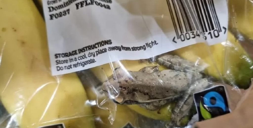 Kæmpe chok: Familie fandt levende frø blandt bananer