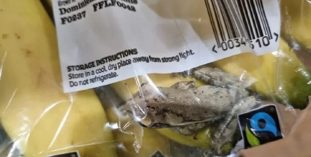 Kæmpe chok: Familie fandt levende frø blandt bananer