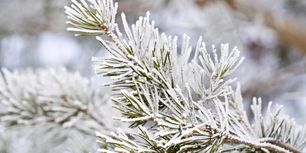 DMI med spændende julemelding: Der er håb endnu