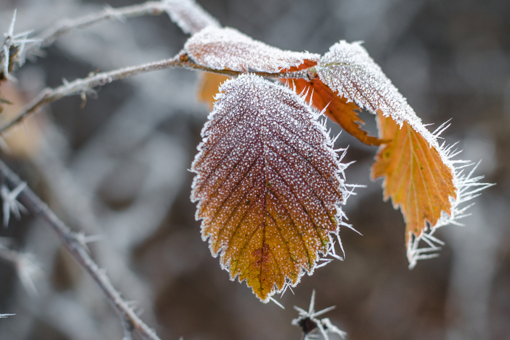 DMI: Årets laveste temperatur i dag