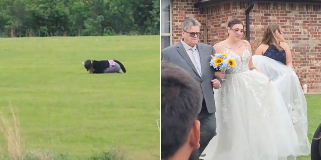 Brud spotter ‘ko’ i baggrunden ved bryllup: Får et chok, da hun indser, hvad det virkelig er